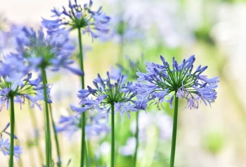 250727_きみが好みしアガパンサスが花つけぬ