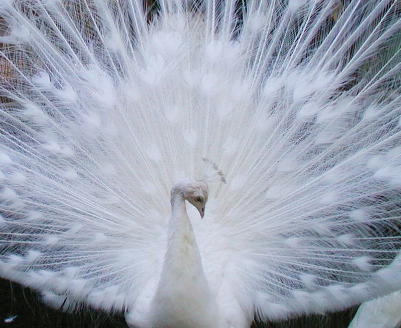 2487 白孔雀も月下美人も生きるとは 他俳句 万葉歳時記 一日一葉