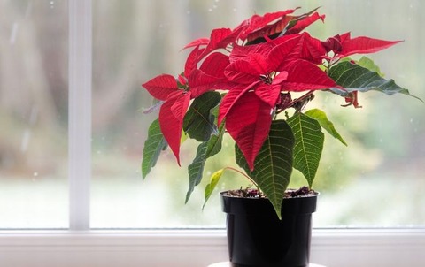 2968 霜しろき土に置かれて猩々木 他一首 万葉歳時記 一日一葉