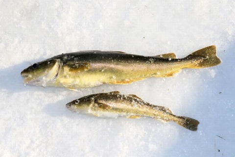 260214_氷下魚釣る小屋は灯りて氷鳴る