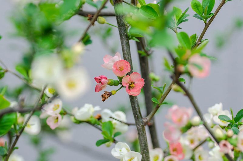 29 槲木 かしはぎ の枯葉ながらに立つ庭に 万葉歳時記 一日一葉
