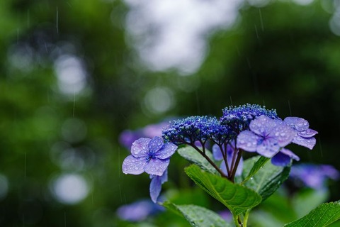 260608_さけば降るもののあじさいの長梅雨