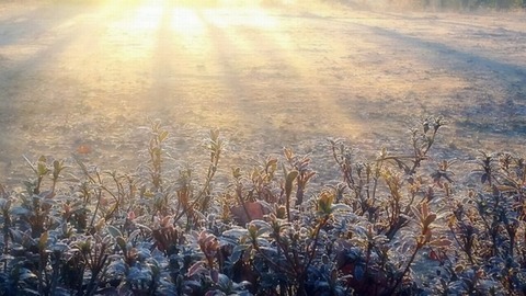 251023_霜降やさりげなく来て去るあきつ
