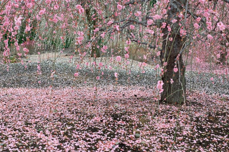 26 鴬の木伝ふ梅のうつろへば 他一首 万葉歳時記 一日一葉