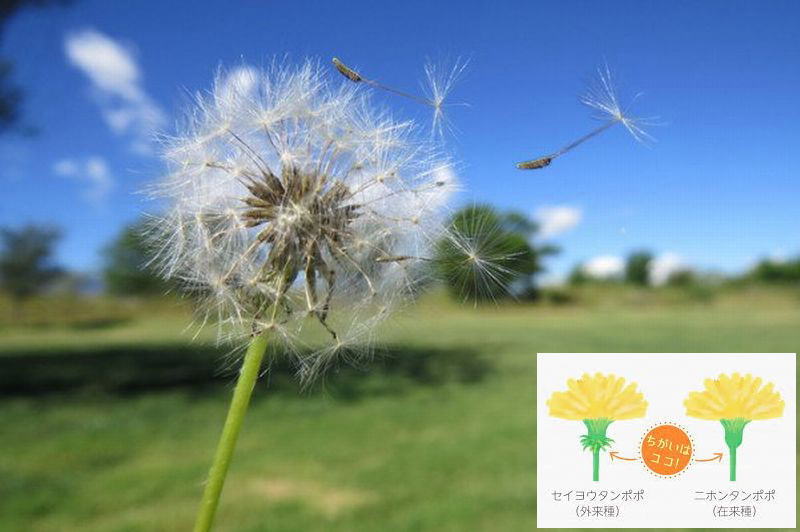 51 蒲公英のたけて飛ぶ日となりにけり 他俳句 万葉歳時記 一日一葉