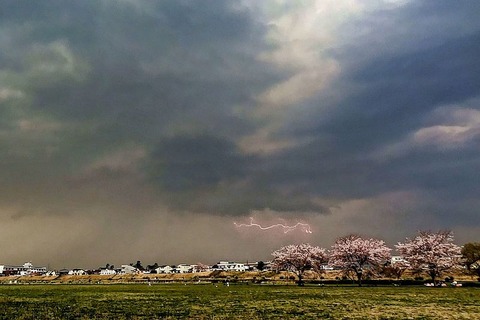 250330_花誘ふ春雷深夜の吾が腹の