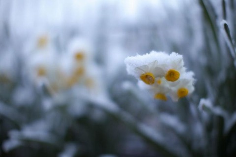 251117_ふりかくす雪うちはらひ仙人の