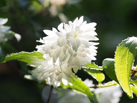 2786 卯の花の咲くとはなしにある人に 他一首 万葉歳時記 一日一葉