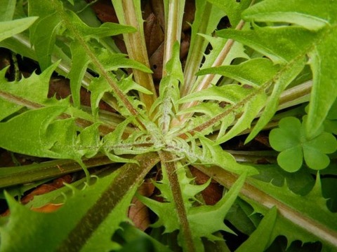 251223_夏枯草の畦に座れば雨落つる