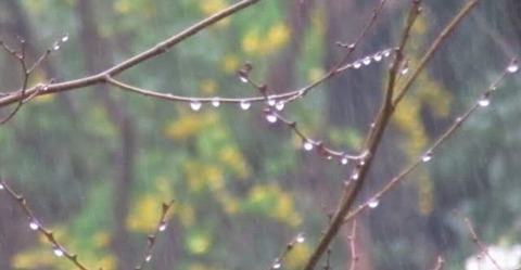 260219_春の雨のあまねき御代を頼むかな