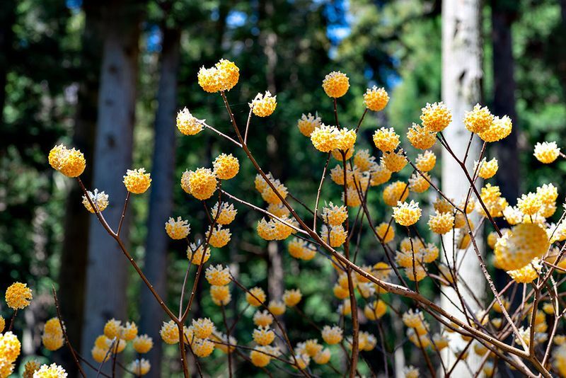 3100 夕の陽にみつまたの花咲きけぶる 他一首 万葉歳時記 一日一葉 3100 夕の陽にみつまたの花咲きけぶる 他一首 万葉歳時記 一日一葉