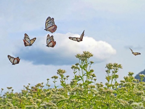 250315_てふてふが一匹東シナ海を