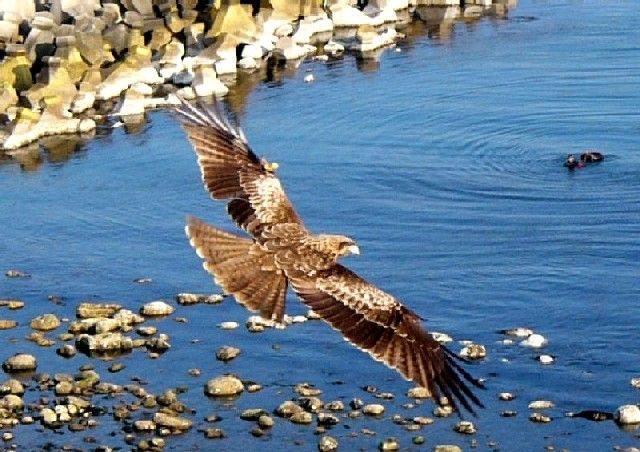 649 矢形尾の 鷹を手に据ゑ 三島野に ・・・ : 万葉歳時記 一日一葉
