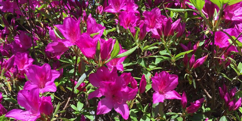 1304 花咲きて 実はならねども 長き日に 他全五首 万葉歳時記 一日一葉