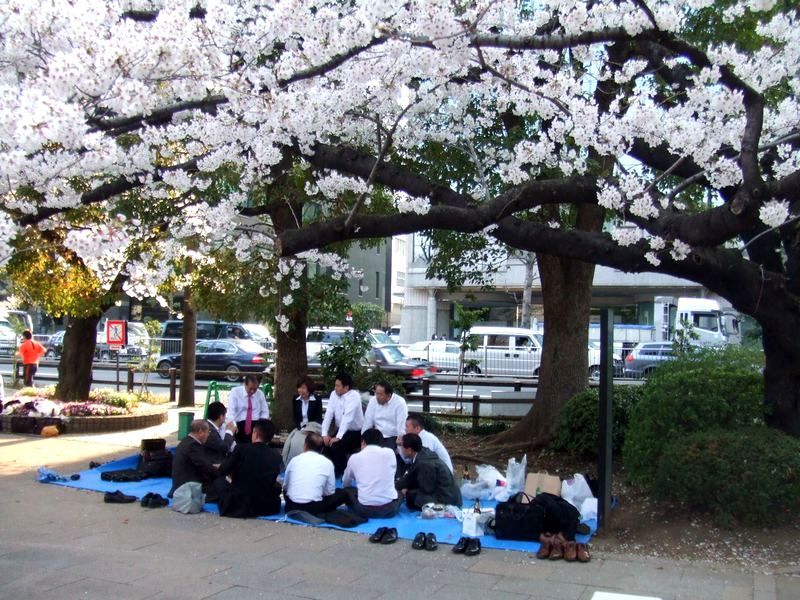 05 桜花 咲きかも散ると 見るまでに 他一首 万葉歳時記 一日一葉 05 桜花 咲きかも散ると 見るまでに 他一首 万葉歳時記 一日一葉