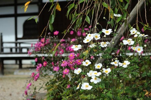 251111_白咲けり赤は消えしか貴船菊