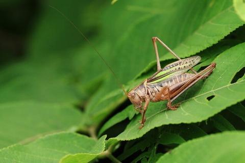251018_きりぎりす雨に打たるる松があり