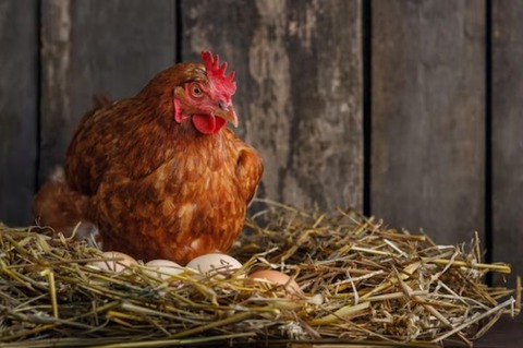 260130_たまご売り寒の間を二度来たり