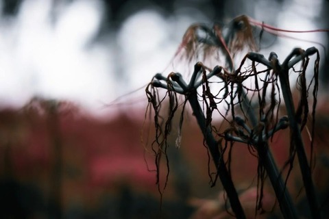 250926_すがれたる曼珠沙華など見て行きしか