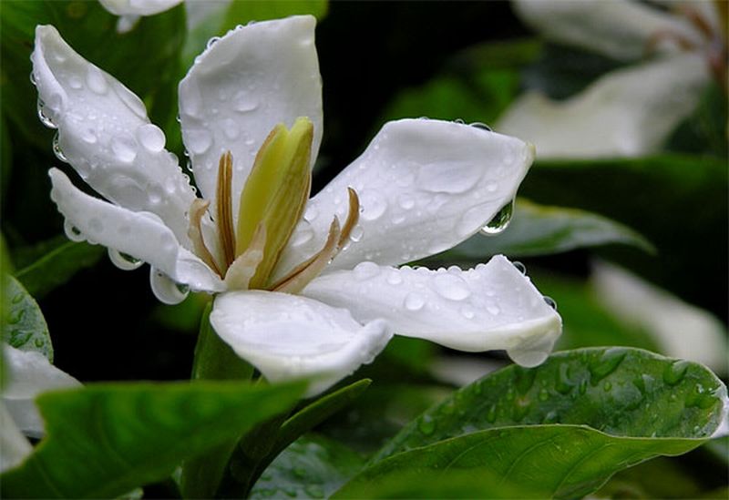 75 おもふ事 いはねば知らじ 口なしの 他一首と俳句 万葉歳時記 一日一葉