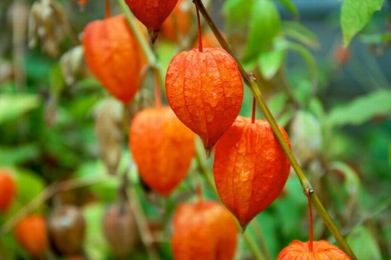 2103 時雨のおと さびしくなりて 酸漿は 他俳句 万葉歳時記 一日一葉