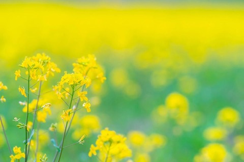 260304_吹く風に動く菜の花音もなく