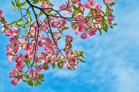 250416_花水木の道があれより長くても