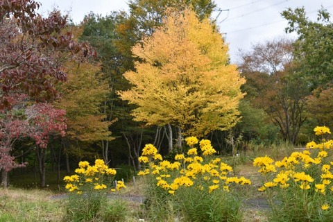 251102_黄葉す古木の一樹一樹かな