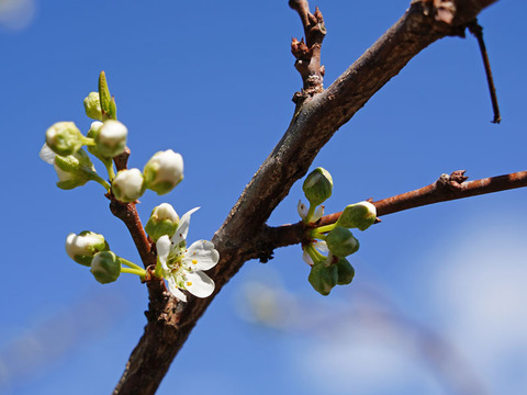 250301_われ寂し青き季の花に似て