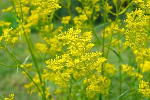 251002_虫つどふ金の王宮女郎花