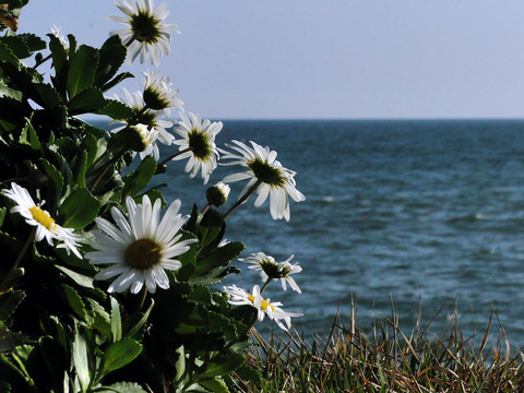 251104_集ふとはたのし鴎も浜菊も