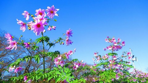 251130_おほぞらへ皇帝ダリアしんと立つ