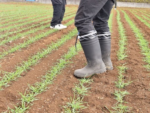 251231_麦の芽をもう踏みたくてたまらない
