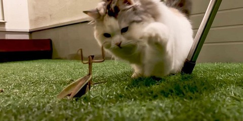 260607_かまきりも青鬼灯もうまれけり