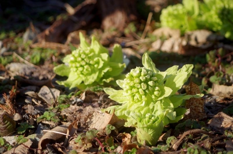 2663 庭の上に一つ萌えたる蕗の薹 他一首 万葉歳時記 一日一葉