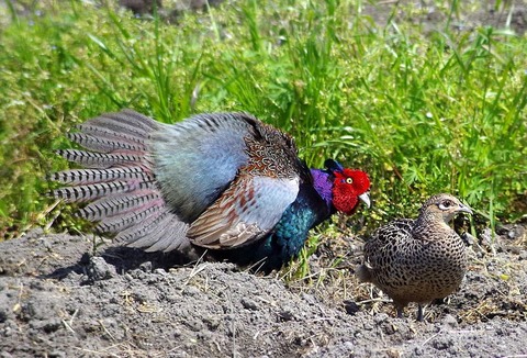 260115_高円の尾上のきぎすあさなあさな