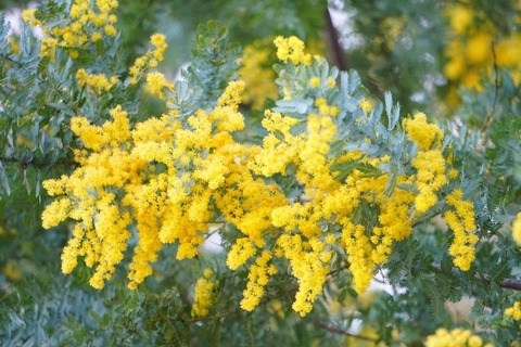 250308_松原にいつ生ひにけむひともとの