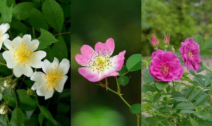 239 道の辺の 茨の末に 延ほ豆の ・・・ : 万葉歳時記 一日一葉