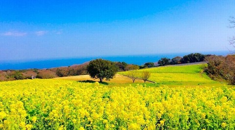 250328_春山の咲きのををりに春菜摘む