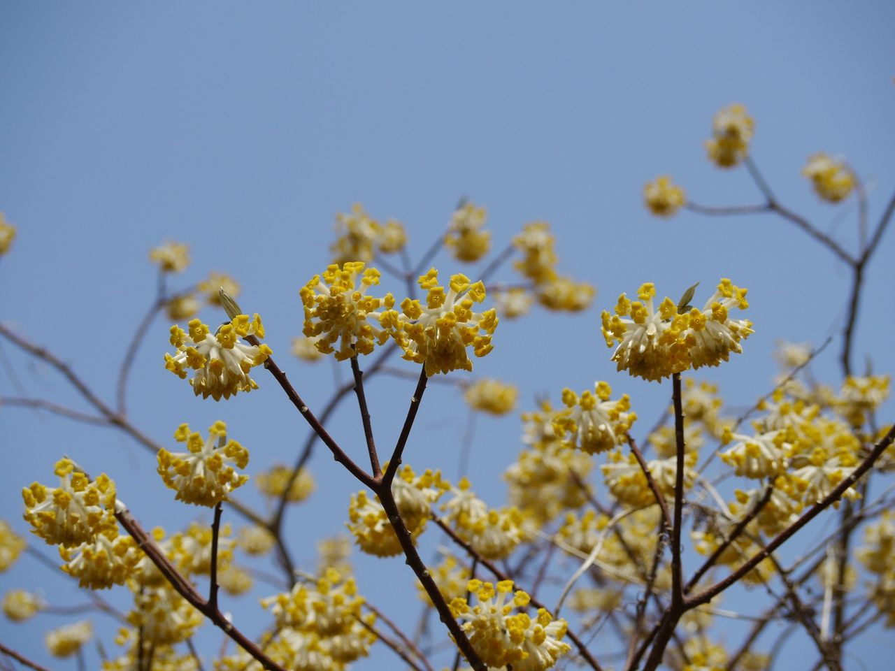 201 春されば 先づ三枝の 幸くあらば・・・ : 万葉歳時記 一日一葉