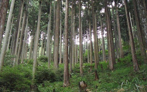 210323_三諸つく三輪山見れば隠口の