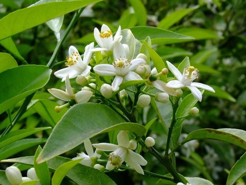 3173 五月の花橘を君がため・・・他一首 : 万葉歳時記 一日一葉