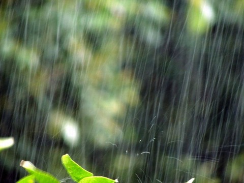 260420_風眠り穀雨の音か夕早し