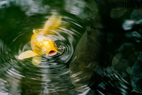 260522_金鱗の魚ひるがへる水の闇