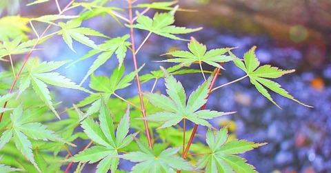 250523_夏衣龍田の山の若楓