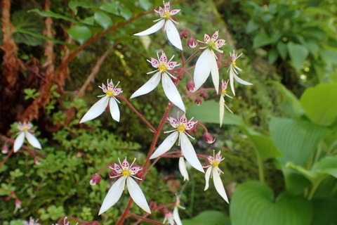 260604_雪の下名のらで寒し花の色