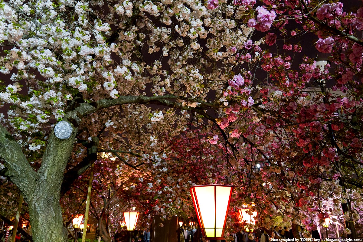 いにしえ の 奈良 の 都 の 八重桜 掛詞