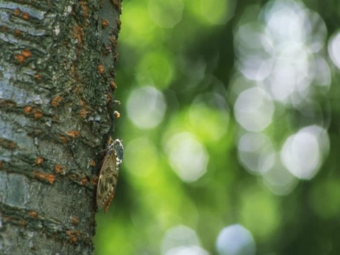 250707_夜歩きの小暑の堤隅田川