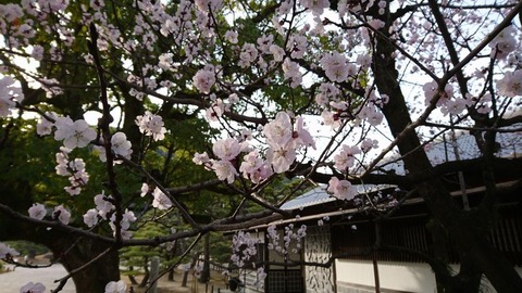 240316_桜木の魁ならむと杏花