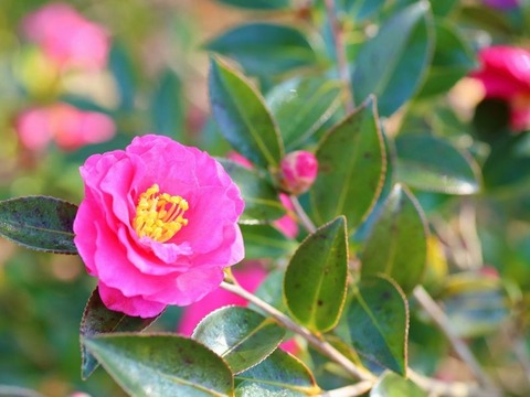251108_小鳥来る山茶花一つ花咲かせ